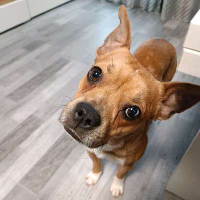 Hundetreffen-Gassi und Spielrunde-Bild