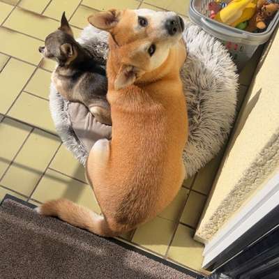 Shiba - Eltern-Beitrag-Bild