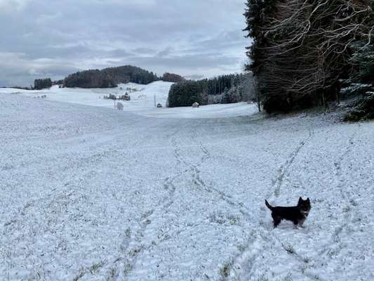 Hundeauslaufgebiet-Najenriet-Bild