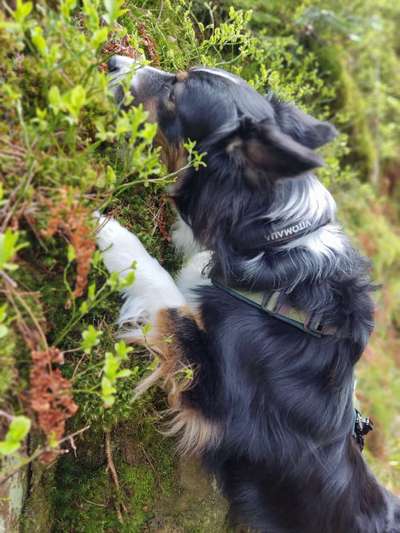 Hundetreffen-(Trainings-) Spaziergang.-Bild