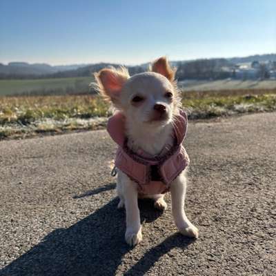 Hundetreffen-Welpenstunde-Bild