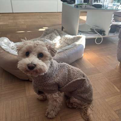 Hundetreffen-Hundekontakte gesucht in Düsseldorf/ Neuss🩷-Bild