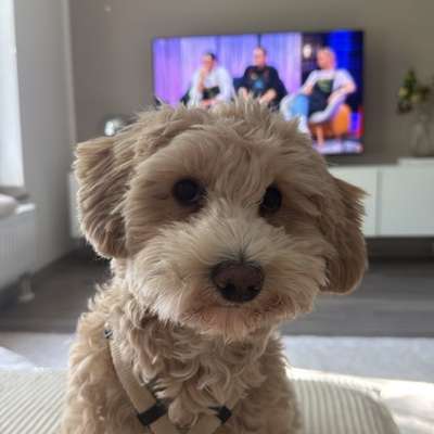 Hundetreffen-Suche Maltipoo Hunde für meine Mali🧡🧡-Bild