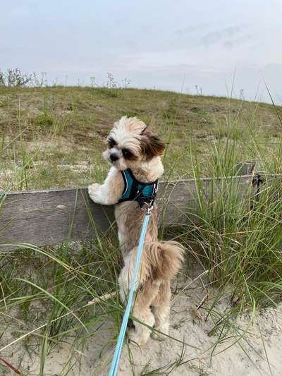 Shih Tzu von Jung bis Senioren-Beitrag-Bild