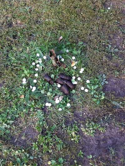 Giftköder-Kleine weiße Tabletten-Bild