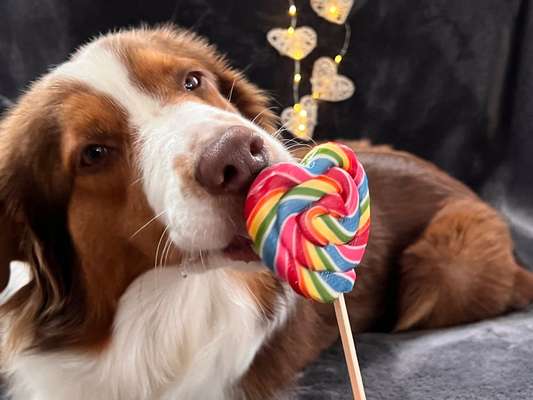 Dogorama Photo Challenge - Licht-Beitrag-Bild