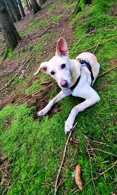 Hundetreffen-Gassi Runde unserer Umgebung-Bild