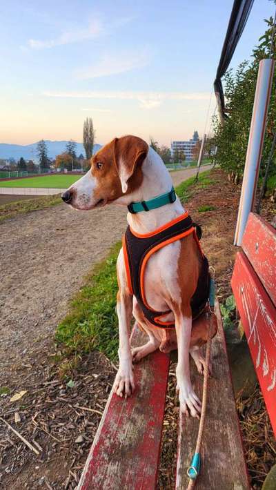 Hundetreffen-Regelmässige Spaziergänge-Bild