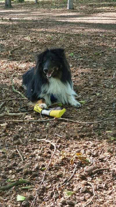 Shelties-Beitrag-Bild