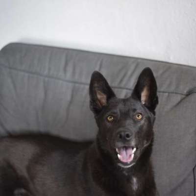 Hundetreffen-Hundefreunde gesucht-Bild