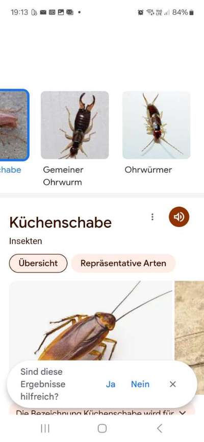 Welches Tier ist das?-Beitrag-Bild