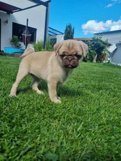 Hundetreffen-Welpentreff mit 10 Wochen alte mops Hündin-Bild