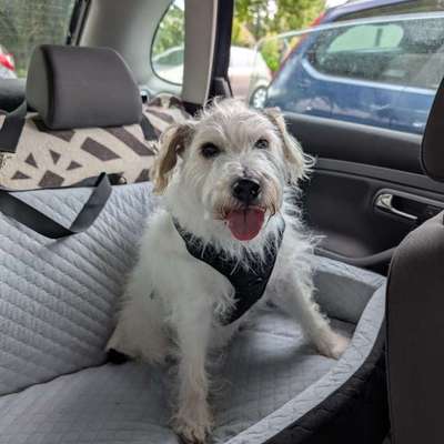 Hundetreffen-Spieltreffen für Senioren-Bild