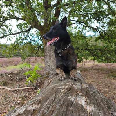 Hundetreffen-Neue Freunde finden-Bild