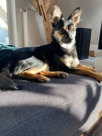 Straßenhund-Beitrag-Bild