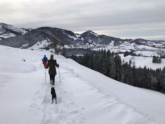 Hundetreffen-Social Walks-Bild