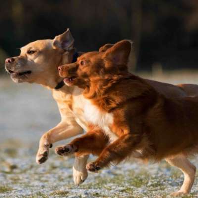 Hundetreffen-Hundetreffen in Leipzig (vorzugsweise im Süden)-Bild