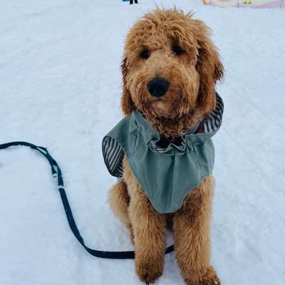 Hundetreffen-Junghund sucht Spielpartner-Bild