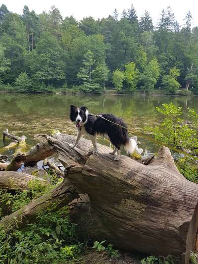 Die Dogorama Wochen Challenge: “Dein Hund im Urlaub”-Beitrag-Bild