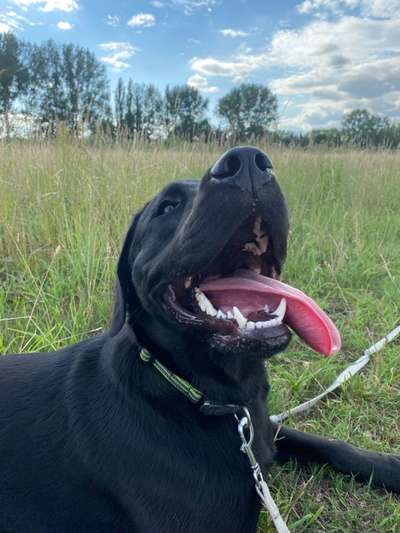 Hundetreffen-Wer möchte auch einen Socialwalk machen-Bild