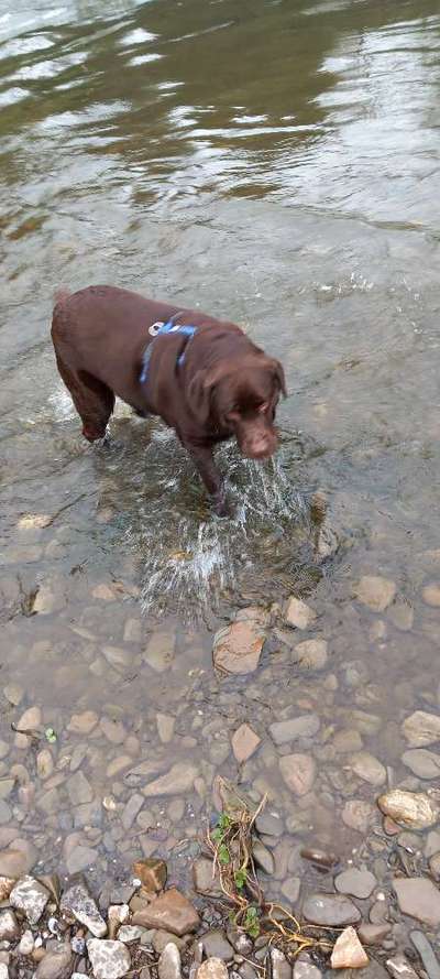 Hundetreffen-Hundefreundschaft-Bild