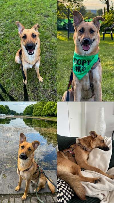 Tierschutzhunde suchen ein Zuhause-Beitrag-Bild