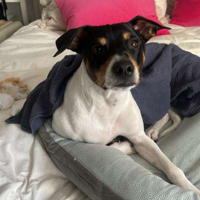 Hundetreffen-Wuhlheide erkunden & Playdate