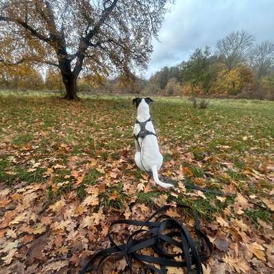 Hundetreffen-Wuhlheide erkunden & Playdate-Bild