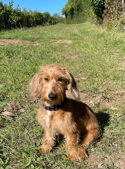 Hundetreffen-Spiel und Tobetreff-Bild