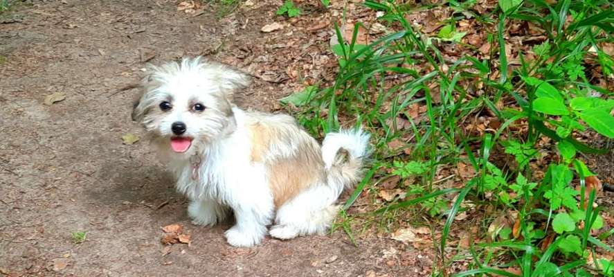 Die Dogorama Monats Challenge "Es grünt und blüht"-Beitrag-Bild