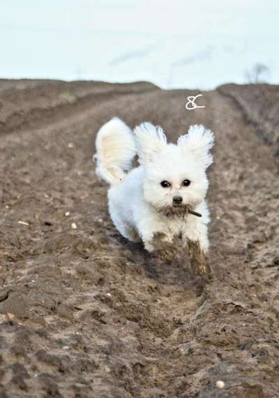 FOTOCHALLENGE 72 - Glücklicher Hund im Schmuddel-Look-Beitrag-Bild