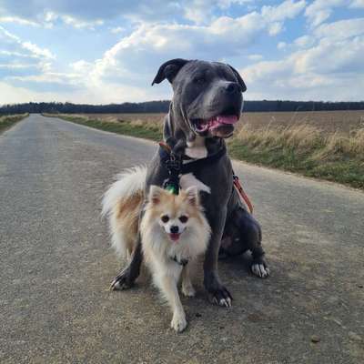 Hundetreffen-Regelmäßiger Social Walk-Bild