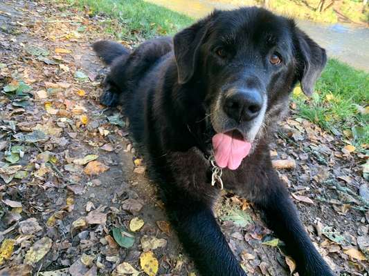 Mischlingshunde Foto Aufruf-Beitrag-Bild