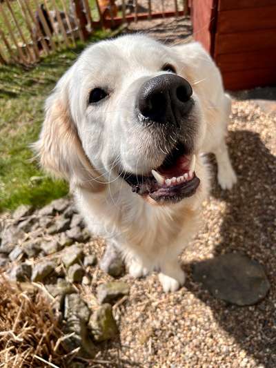 Wo sind die Golden Retriever Liebhaber?-Beitrag-Bild