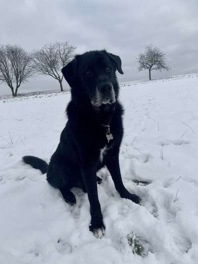 Mischlingshunde Foto Aufruf-Beitrag-Bild