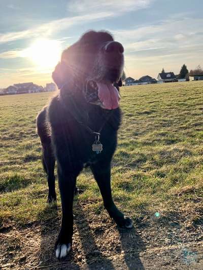 Die Dogorama Wochen Challenge-Beitrag-Bild