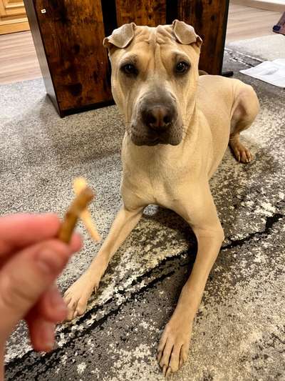 eure Spitznamen für die Vierbeiner-Beitrag-Bild