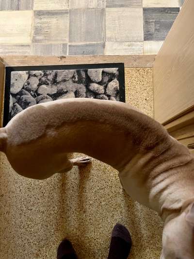 Rhodesian Ridgeback-Beitrag-Bild