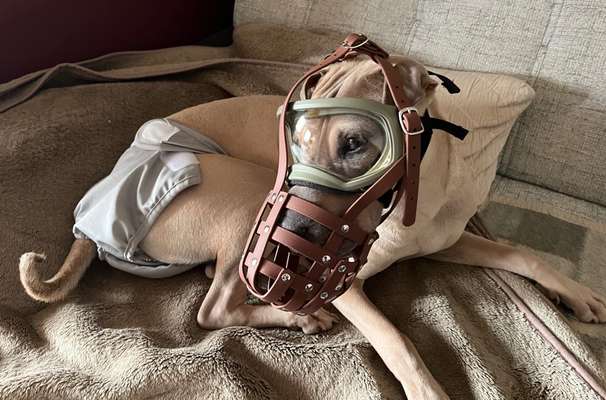 Hier ist der Spaßthread. Zum Schmunzeln und Kaputtlachen-Beitrag-Bild