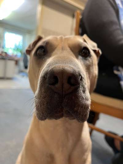 Brachycephale Hunderassen-Beitrag-Bild