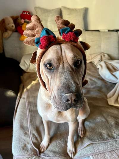 Hier ist der Spaßthread. Zum Schmunzeln und Kaputtlachen-Beitrag-Bild