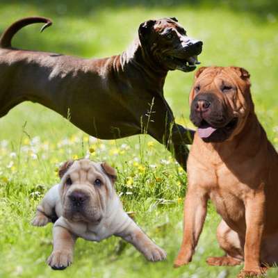 Titelbild Gruppe Shar Pei
