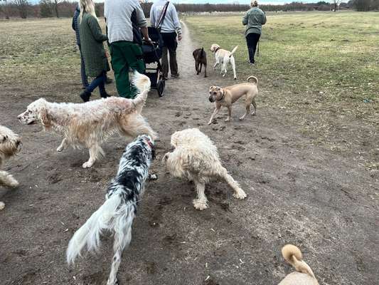 Hundehaltung - Unterschiede Stadt und Land-Beitrag-Bild