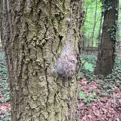 Giftköder-EPS-Bild