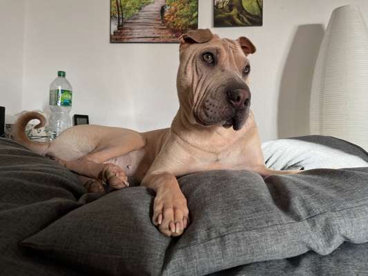 Dogorama Photo Challenge - Hundeblick zum hinschmelzen-Beitrag-Bild