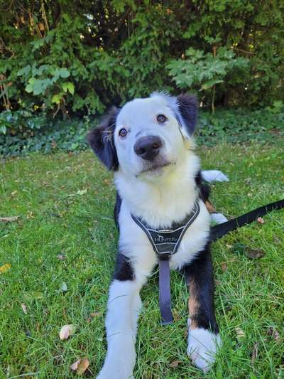 Hunde Porträt (Portrait) Galerie....-Beitrag-Bild