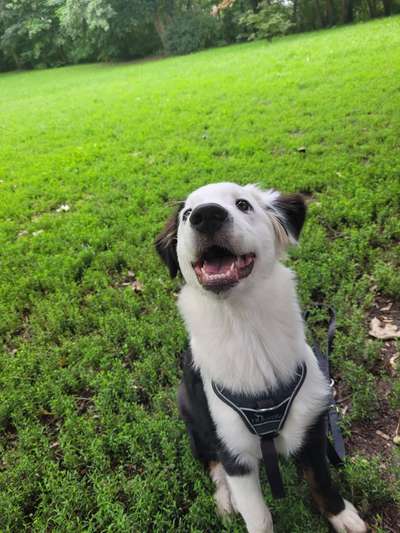 Hunde Porträt (Portrait) Galerie....-Beitrag-Bild