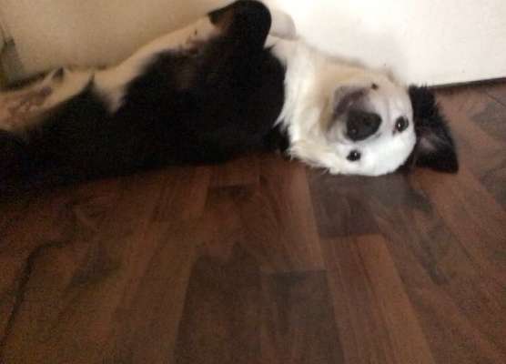 Hunde Porträt (Portrait) Galerie....-Beitrag-Bild