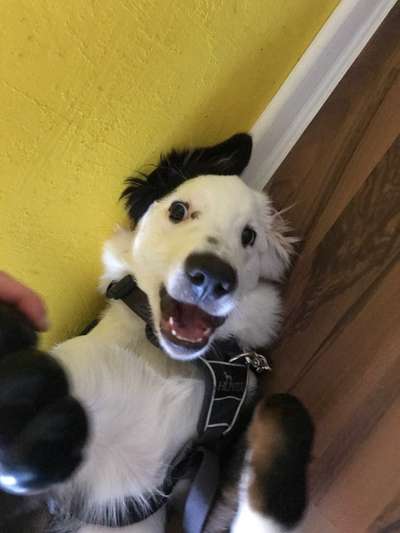 Hunde Porträt (Portrait) Galerie....-Beitrag-Bild