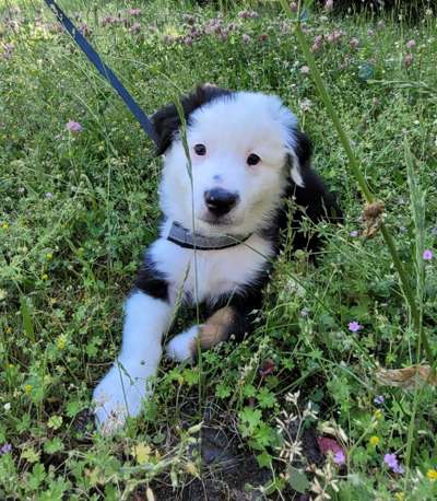 Welpen Bilder !-Beitrag-Bild